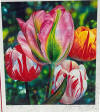 Brett Livingstone Strong Tulip